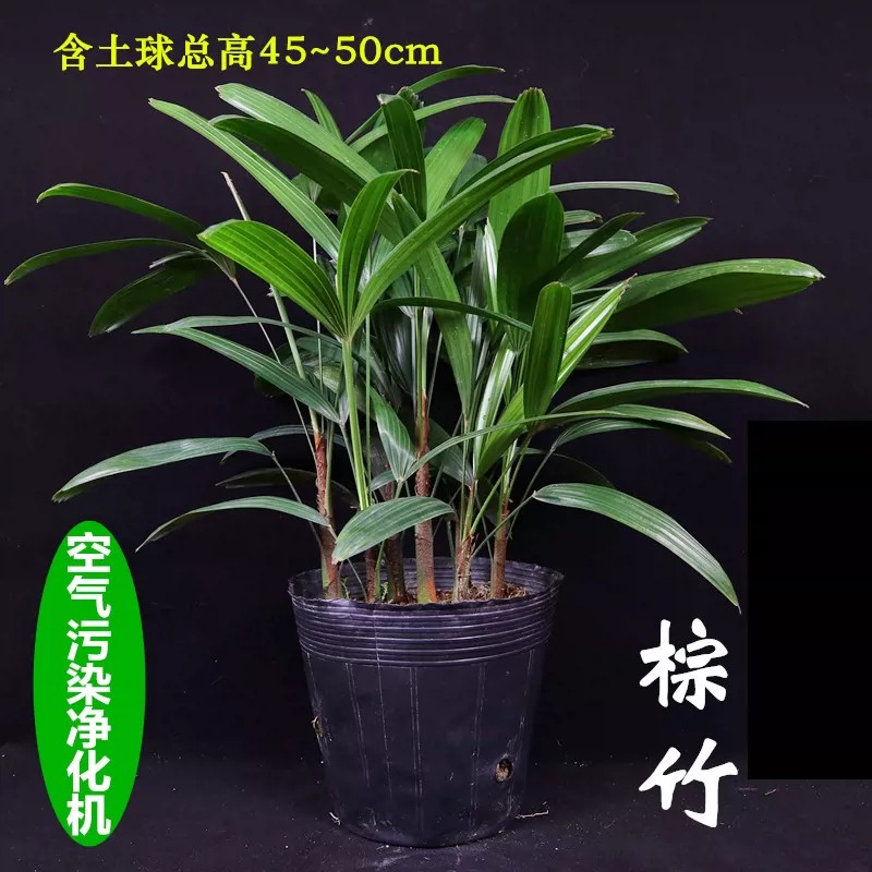 棕竹盆栽金山棕室内植大型绿植花卉盆栽观叶植物四季常青净化空气