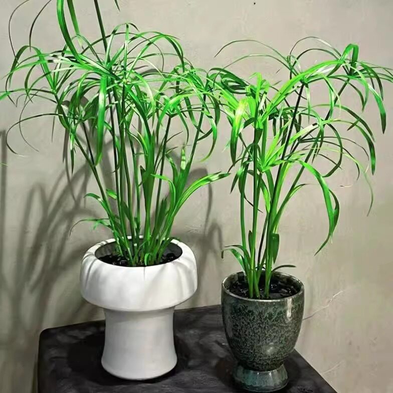 水竹养龟沼泽过滤旱伞草挺水水草养鱼庭院造景盆栽水生植物风车草