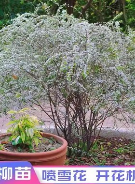 雪柳花苗喷雪花盆栽庭院花卉绿植珍珠绣线菊大苗雪柳叶鲜枝条雪梅