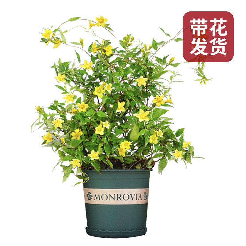 阳台秋天冬天春天法国香水茉莉