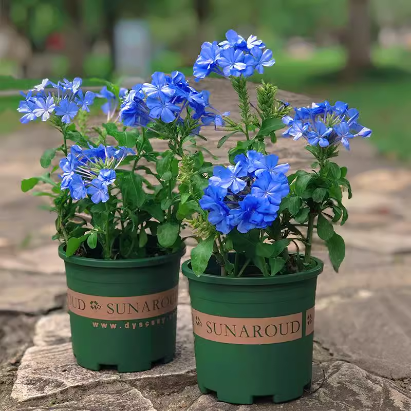 蓝雪花苗盆栽阳台观花耐热好养植物花园庭院爬藤攀援花藤本红雪花