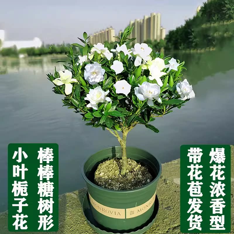 栀子花盆栽小叶独杆栀子花雀舌大叶牡丹带花苞大树苗四季开浓香型