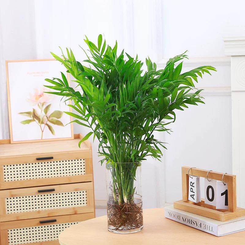 水培袖珍椰子室内绿植凤尾竹懒人盆栽耐阴四季常青办公室桌面摆件