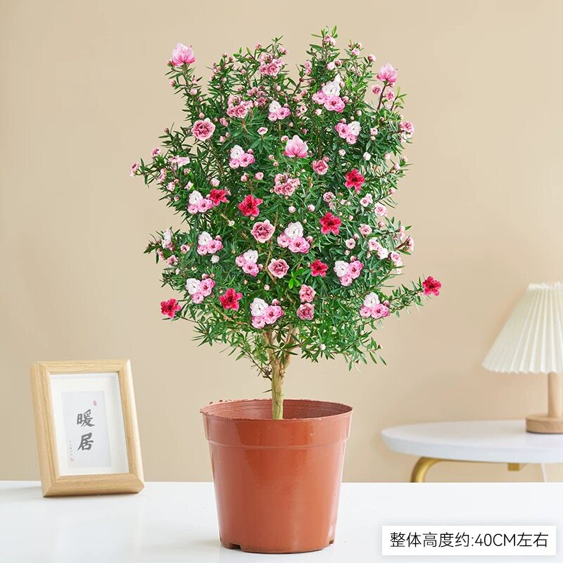 松红梅带花苞三色梅澳洲雪花梅室内花卉盆栽一树多色阳台四季精选