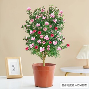 松红梅带花苞三色梅澳洲雪花梅室内花卉盆栽一树多色阳台四季精选