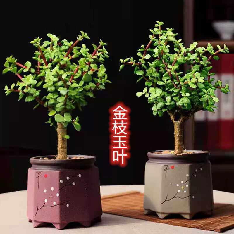 吸甲醛花卉活的防辐射室内