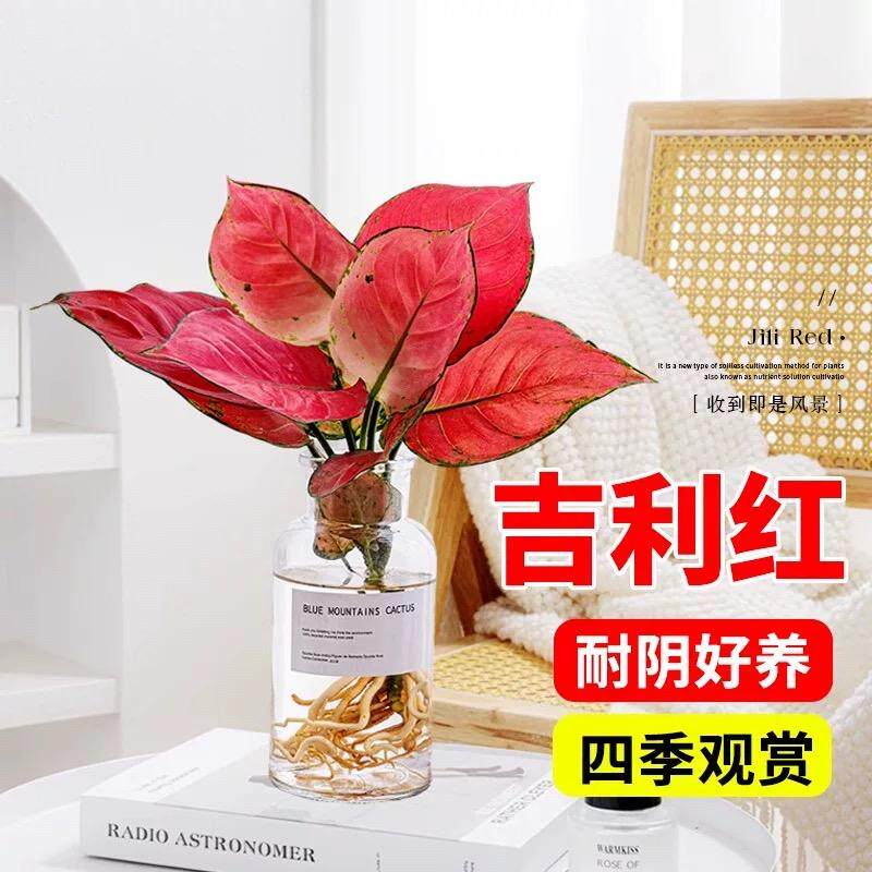 精品吉利红水培植物花卉如意皇后盆栽水养室内桌面适合懒人养的花
