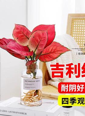 精品吉利红水培植物花卉如意皇后盆栽水养室内桌面适合懒人养的花