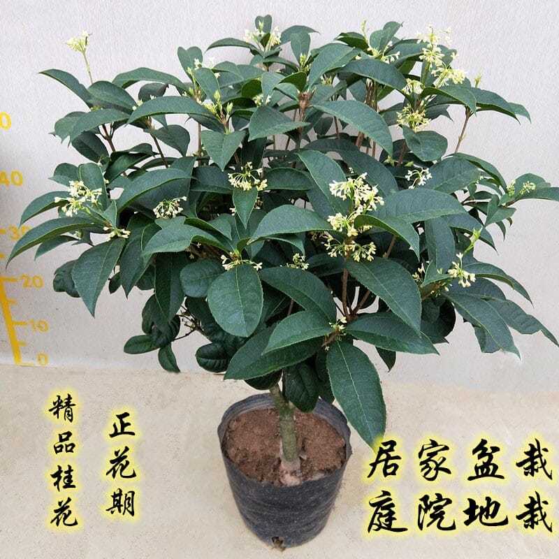 桂花树苗盆栽四季桂金桂浓香型室内植物庭院黄金大树盆景地栽花卉 鲜花速递/花卉仿真/绿植园艺 绿植 原图主图