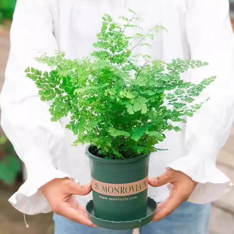 铁线蕨盆栽密叶水培蕨类植物耐阴客厅室内外垂吊好养活四季常绿植