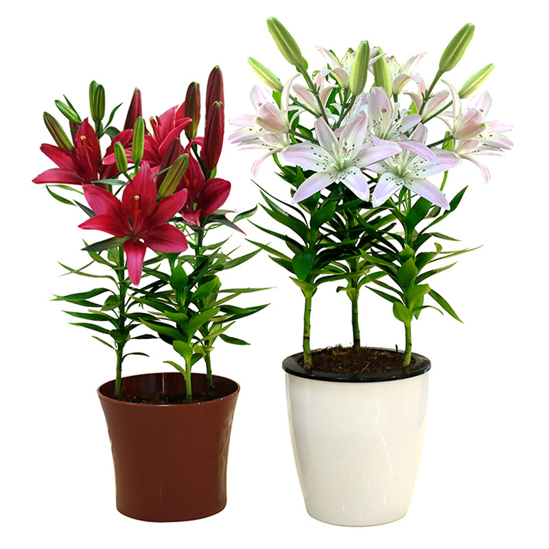 香水百合花盆栽带花苞发货百合盆栽鲜花客厅阳台庭院四季开花植物