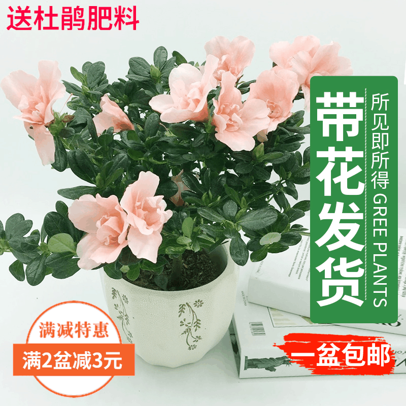 包邮杜鹃花室内花阳台观花植物
