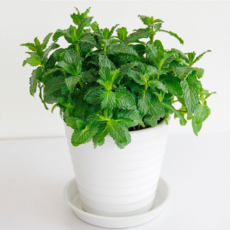 可食用薄荷苗桌面小盆栽室内花卉绿植驱蚊虫吸甲醛四季盆栽易成活