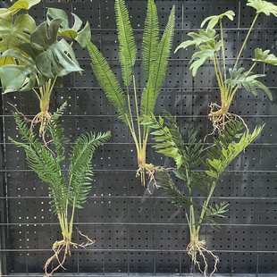 高品质仿真带根须蕨叶龟背软胶肾蕨室内绿植墙造景摆放装饰植物