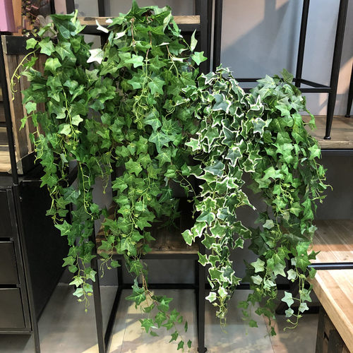 大把常春藤室内外垂吊壁挂植物墙