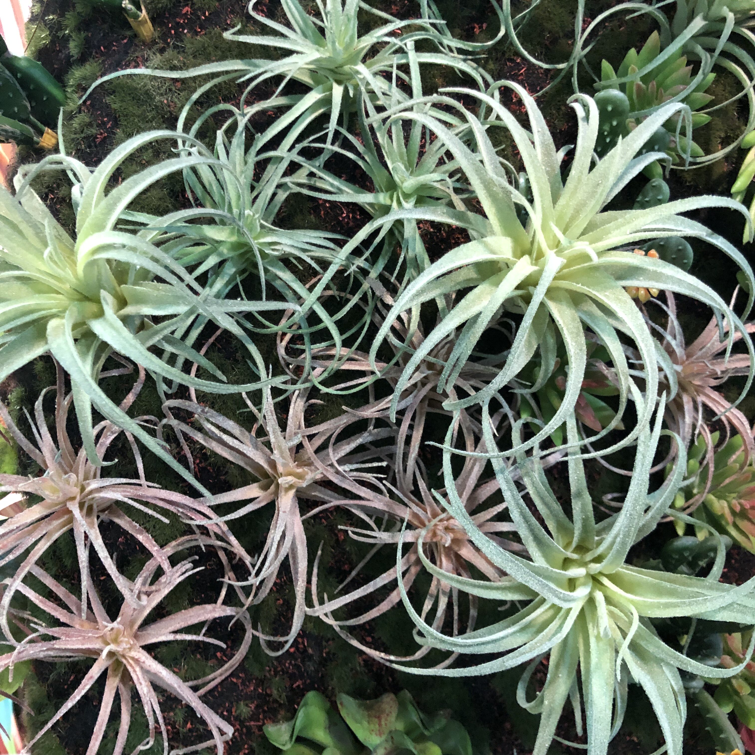 仿真植绒空气凤梨沙漠多肉植物老人须北欧装饰绿植工程造景搭配