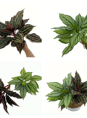 仿真绿植紫色孔雀万年青把束大叶绿色摆放植物盆栽墙面装饰斑马叶