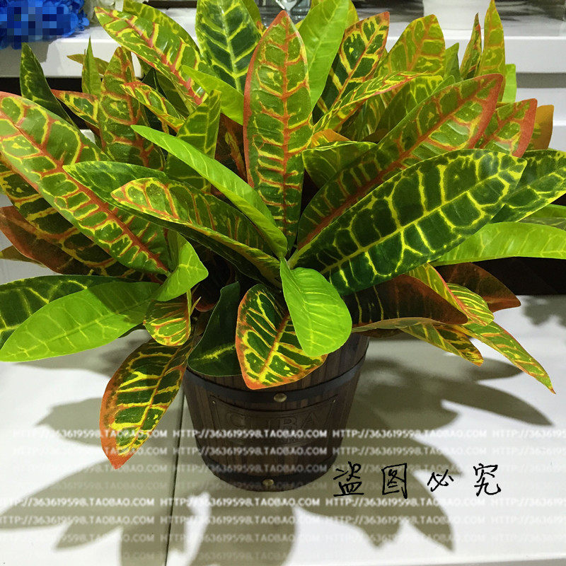 仿真热带植物花色斑纹叶双色变叶木单枝灌类绿植造景装饰绿植叶子