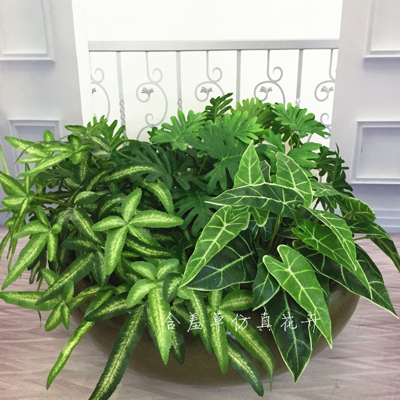 仿真小绿植迷你款芋叶仙芋斑纹蕨