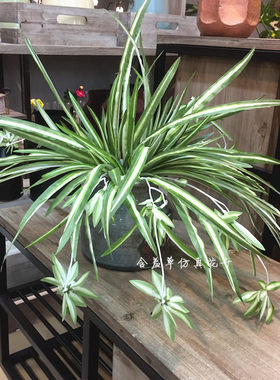 吊兰绿植餐厅植物墙装饰垂挂植物
