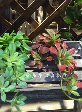仿真多肉绿植diy装饰垂挂芙蓉莲