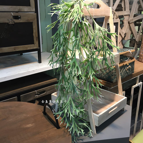 牛角植物价格 牛角植物图片 星期三