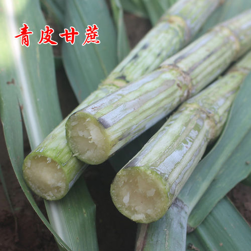 湖北荆州青皮甘蔗新鲜农家自种水果自然甜多汁绿皮现砍5斤包邮