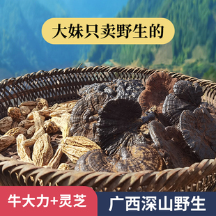 广西野生正宗牛大力灵芝深山老林生长中药材