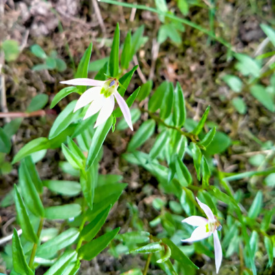 「青草药」山野寻味闽南深山野生半边莲新鲜现采现发农户直发包邮