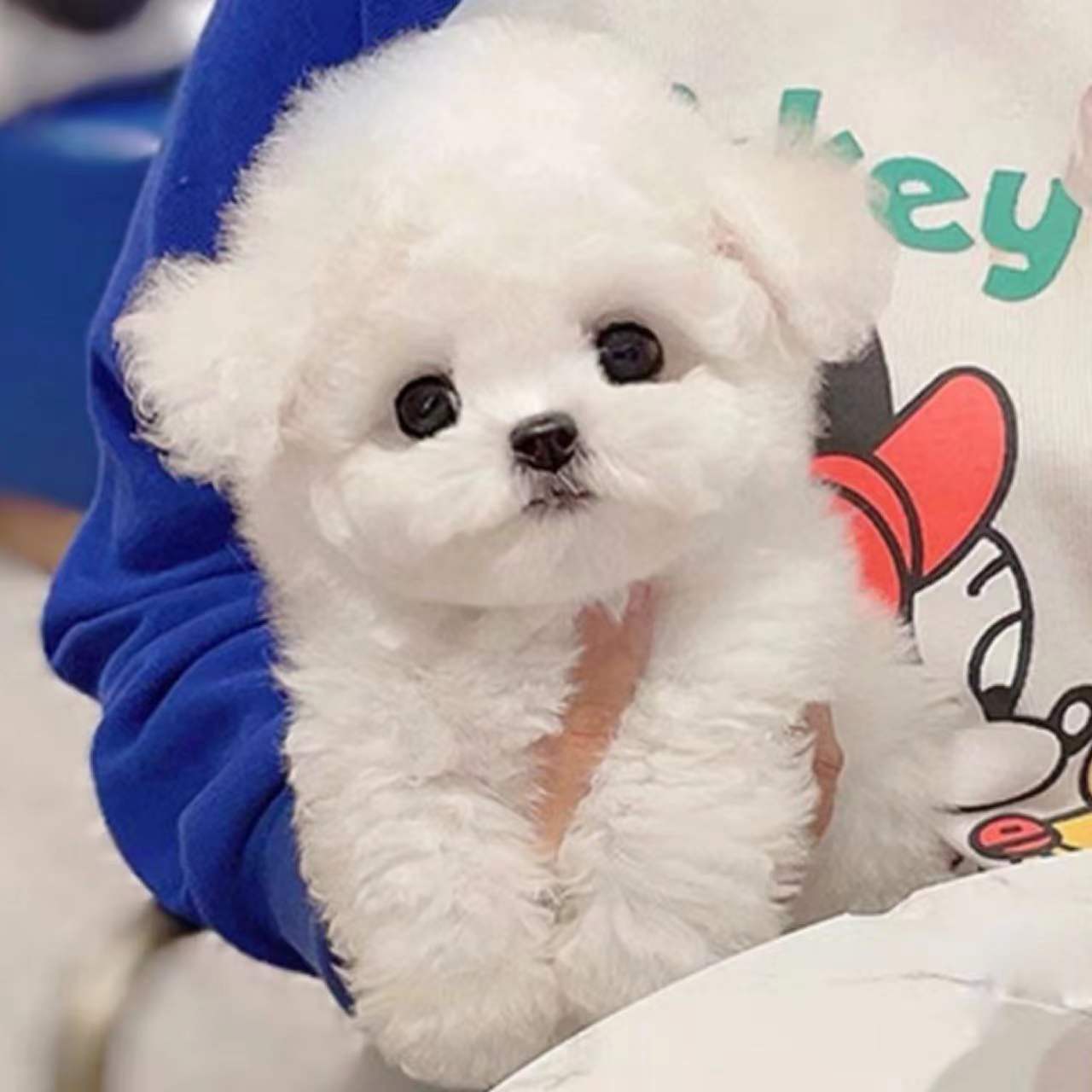 纯种比熊犬幼犬活体真狗韩系小体比熊训练飞耳茶杯狗狗白色比熊犬