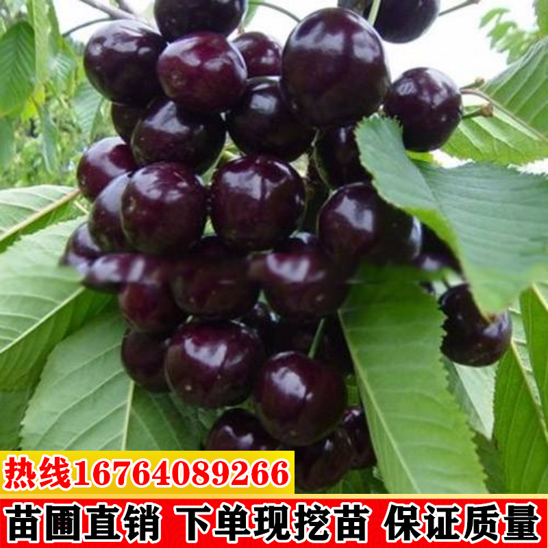 黑珍珠车厘子树苗当年结果种植樱桃树大樱桃苗果树苗