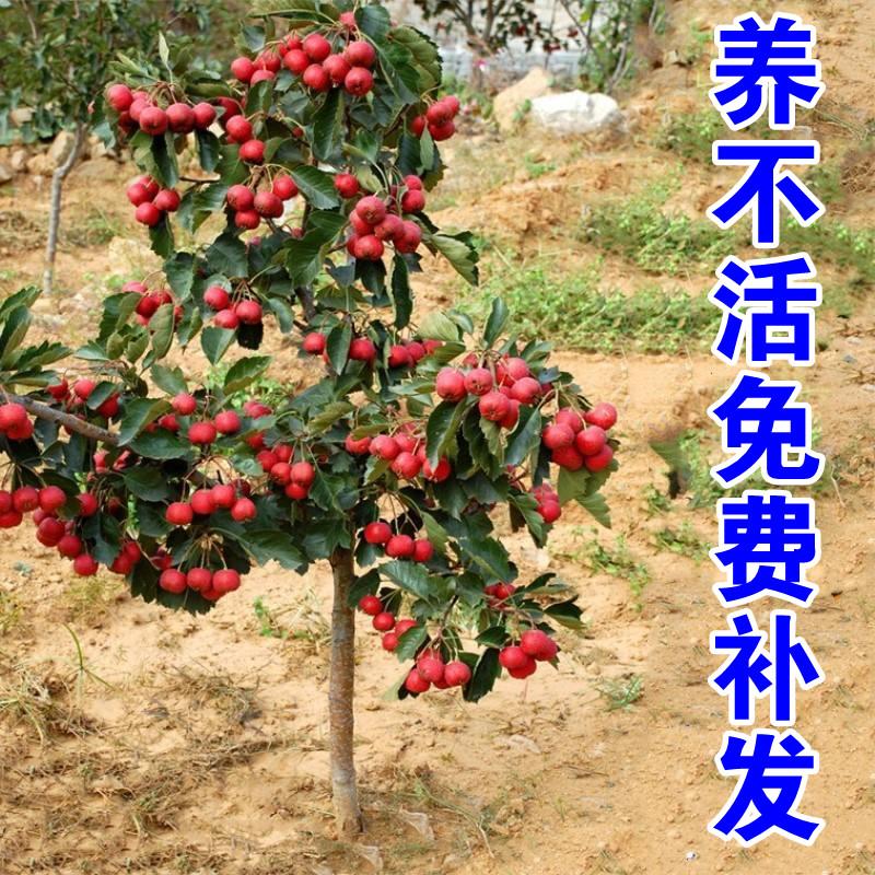 大五棱甜山楂树活苗山楂树嫁接