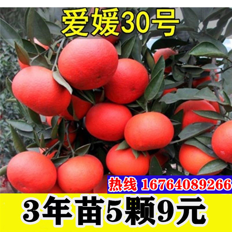 爱媛30号 高糖红色杂柑嫁接桔子苗 爱媛30号杂柑苗 红桔橘子树苗