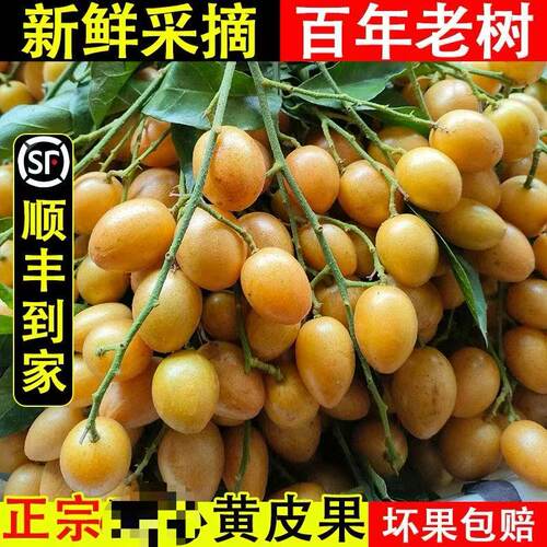 顺丰冷链广东鸡心贵妃黄皮果新鲜现摘时令鸡心贵妃黑黄皮酸甜水果