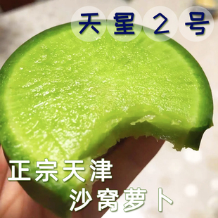 天津沙窝萝卜天星二号水果萝卜甜脆精品型青萝卜新鲜蔬菜非潍坊