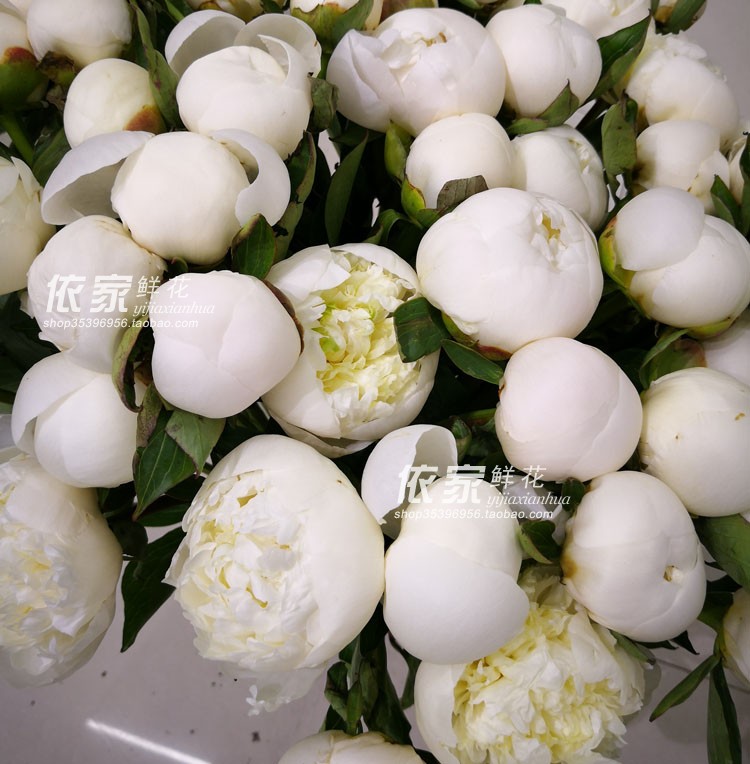 荷兰进口粉白色芍药鲜花批发家庭插手捧花一支起卖