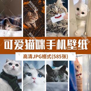 高清可爱宠物猫咪蓝猫小猫萌宠女生手机桌面壁纸背景JPG图片素材