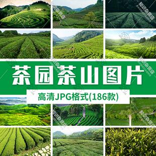 茶山高山上茶树茶梯田茶叶采茶茶园茶农图片背景设计JPG文档素材