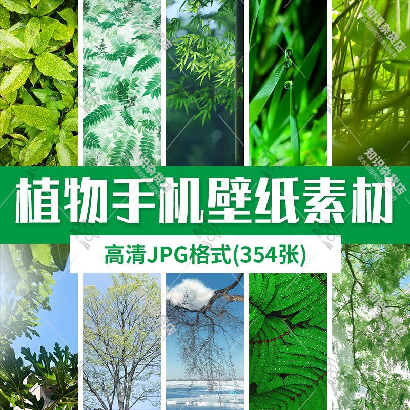 高清唯美清新植物叶子树叶风景绿色护眼手机壁纸JPG图片背景素材
