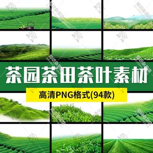 高清茶园茶田茶山梯田农田绿色新鲜绿色自然风景png免扣图片素材