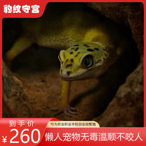 农职院豹纹守宫蜥蜴亚成可爱懒人宠物入门级萌宠爬宠异宠易养好活