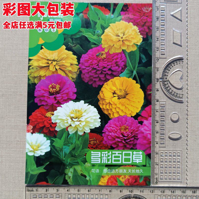 百日草花籽彩图厂家封装200粒