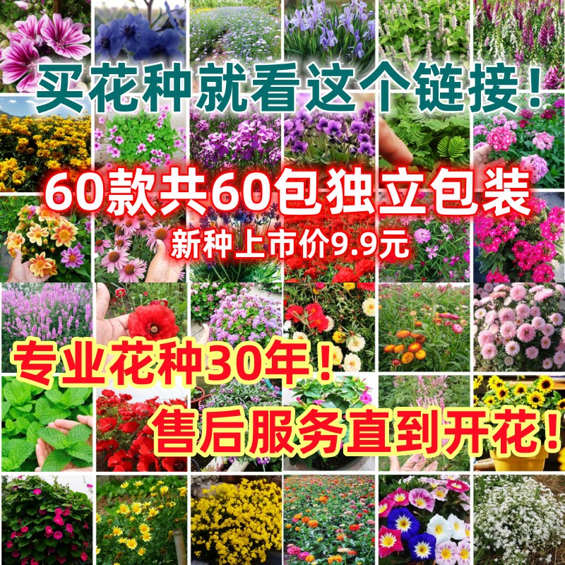 多种独立包装花卉四季开花花种子图片