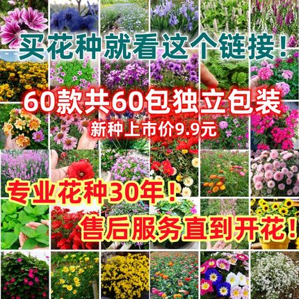 60种独立包装花卉种子四季开花野花组合太阳花百日草波斯菊花籽