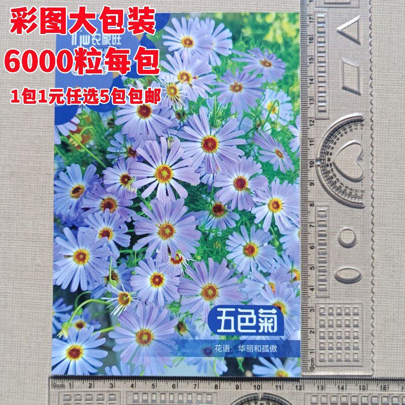 彩袋大包装五色菊种子6000粒/包