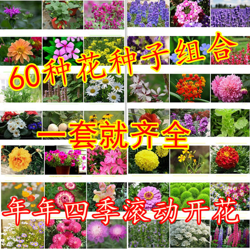 花种子四季种易活室内阳台盆栽开花不断花籽花卉种子套餐组合包邮 - 封面