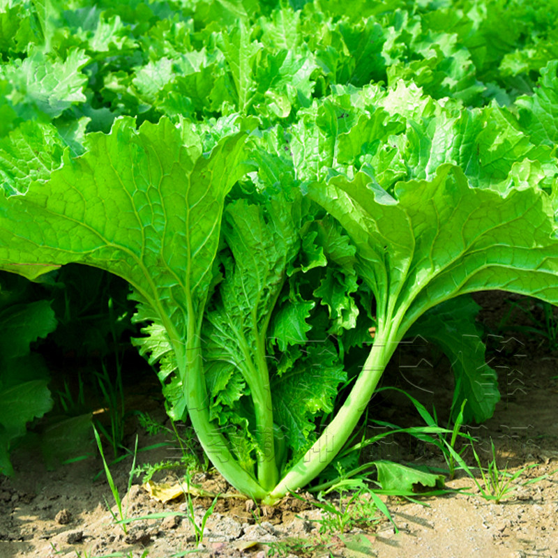 大叶香芥菜种籽耐热小青菜种子春季夏季耐寒秋冬季四季播阳台盆栽