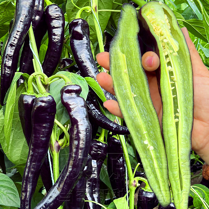 紫尖椒种子春秋季冬季羊角椒种籽阳台庭院四季播靓紫辣椒蔬菜种孑