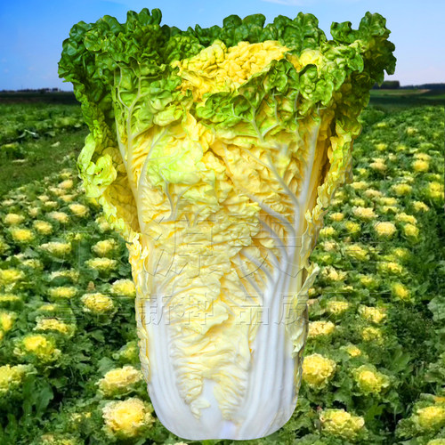 早熟桔心黄大白菜种子耐热耐寒鸡蛋黄种籽春秋季黄芽黄心蔬菜种孑 - 封面