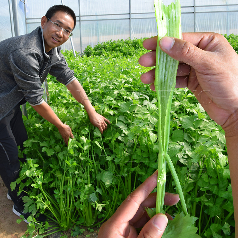 空心芹菜种籽高产四季农家